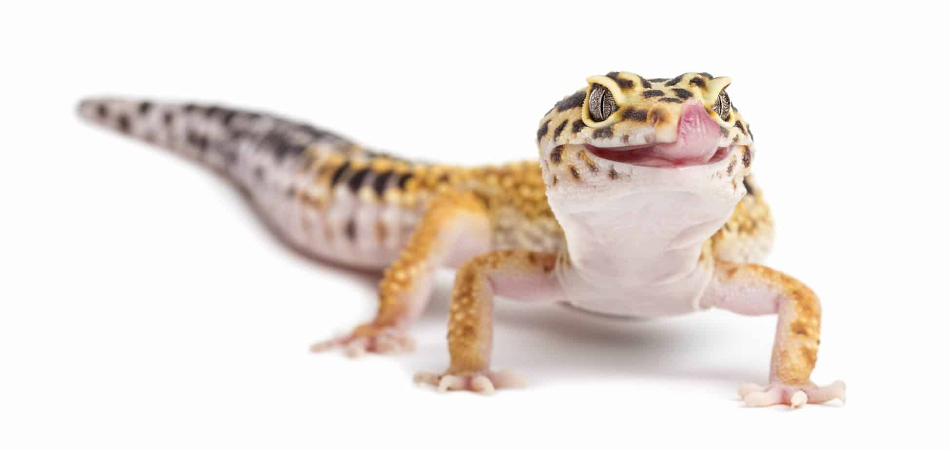 The 10 Best Lizards To Keep As Pets