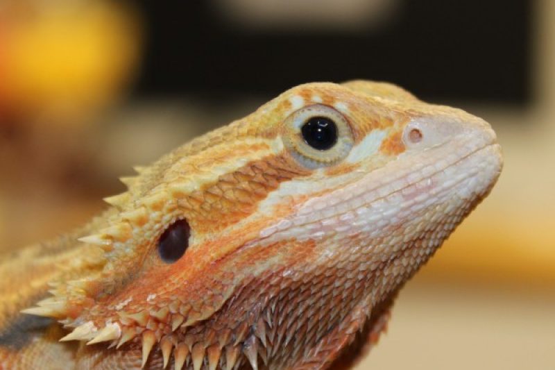 The 10 Best Lizards To Keep As Pets