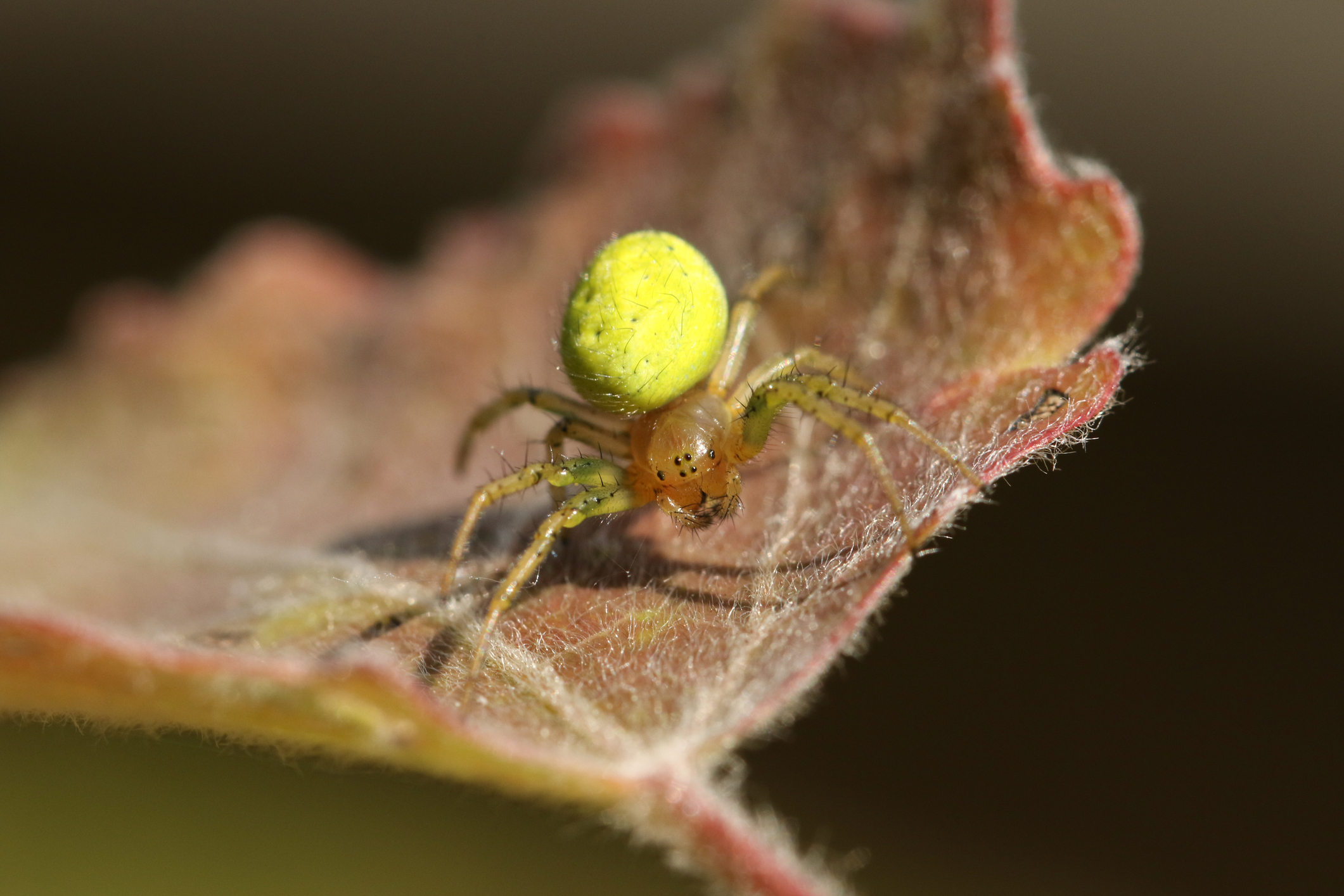 See the 9 Most Colorful Spiders Found Crawling Around England