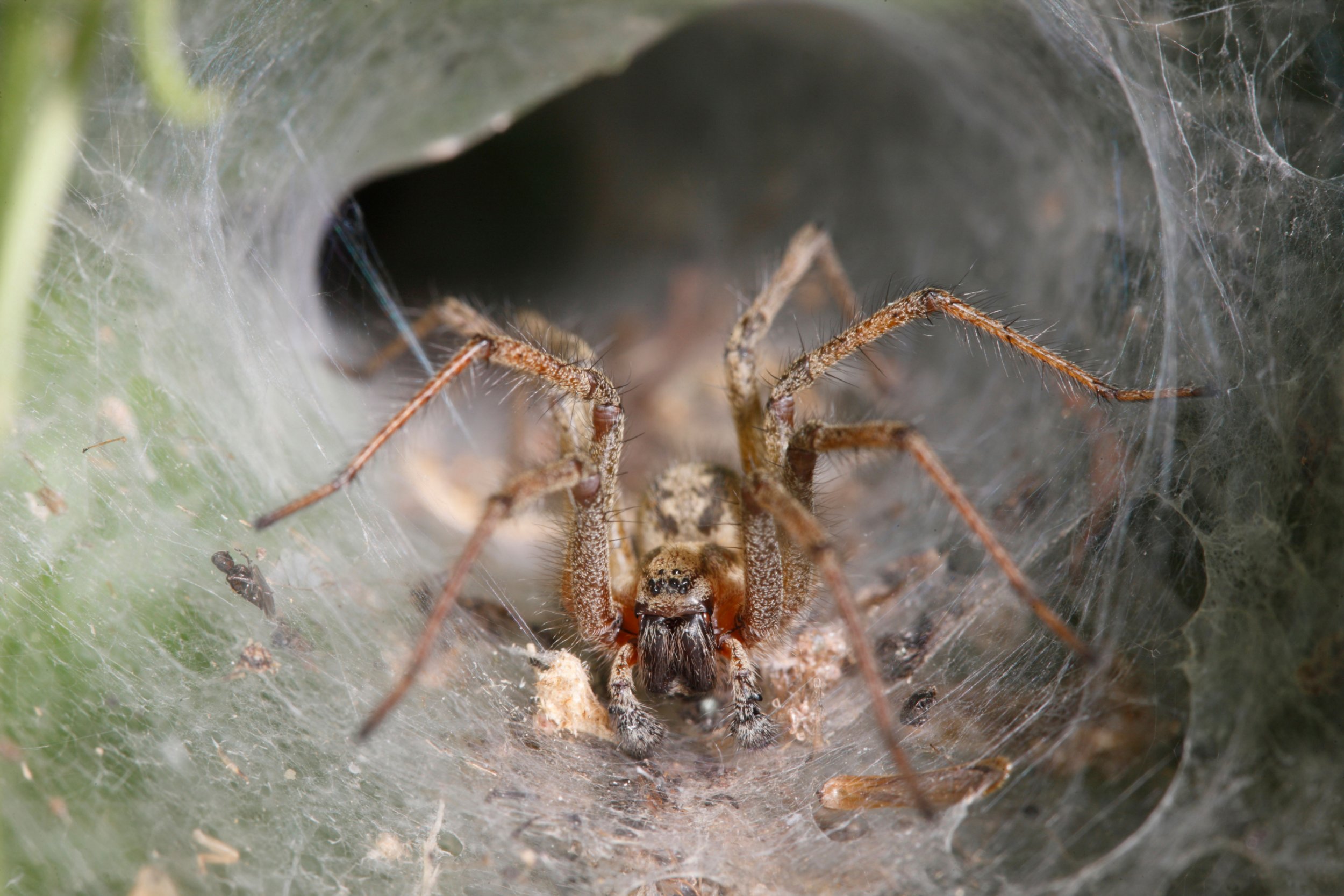 See the 9 Most Colorful Spiders Found Crawling Around England