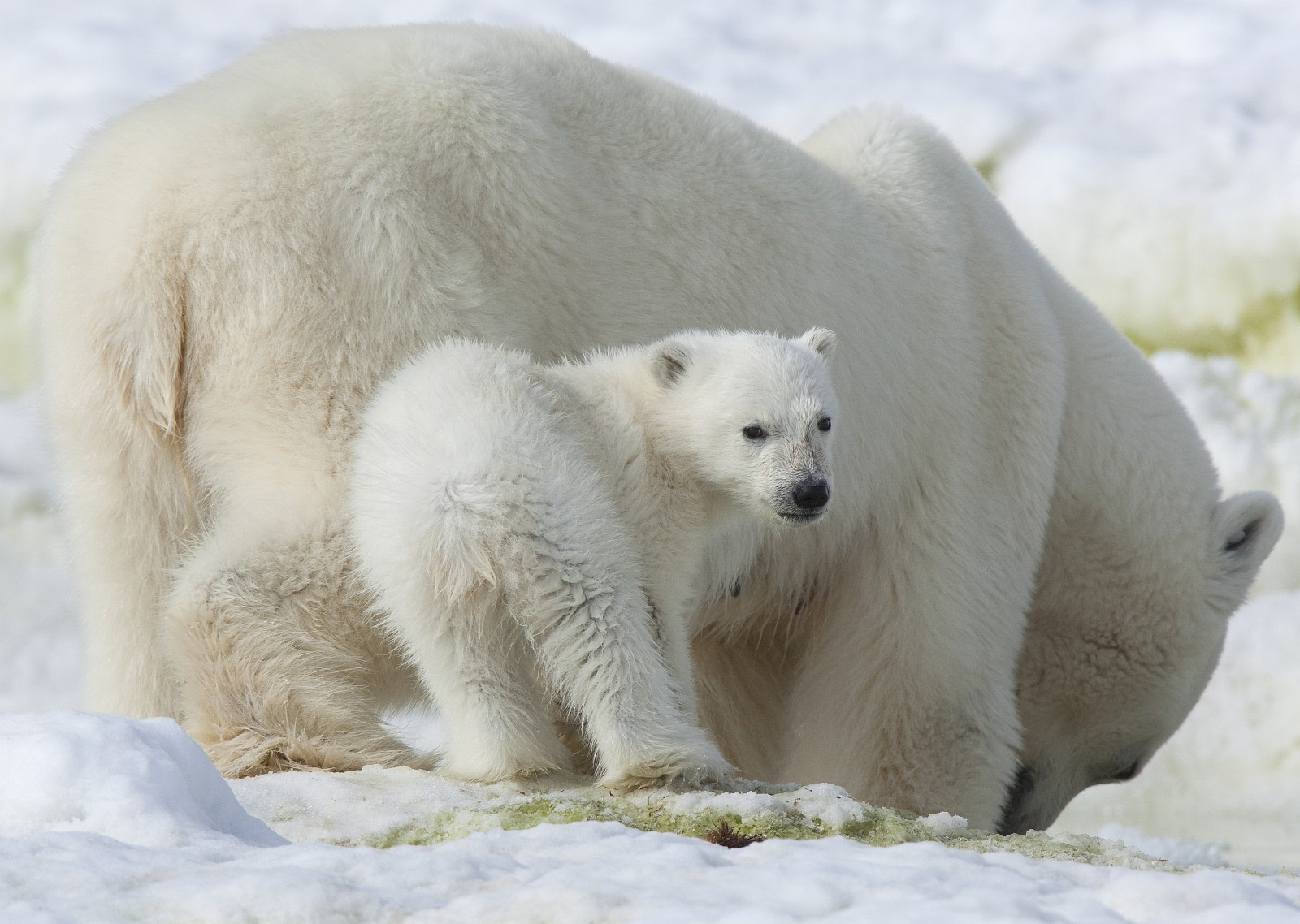 Why Do Polar Bears Need Ice to Survive?