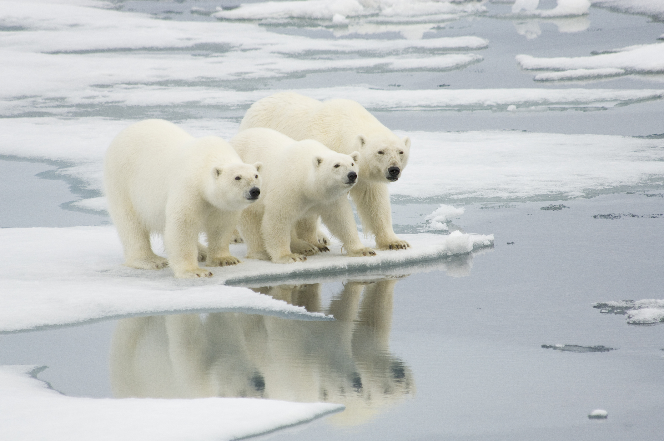 Why Do Polar Bears Need Ice to Survive?